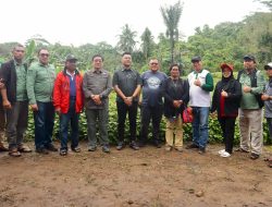 Budidaya Tanaman Nilam di Desa Tawiri: KPH Dinas Kehutanan, DPRD dan BPHL Dukung Penuh