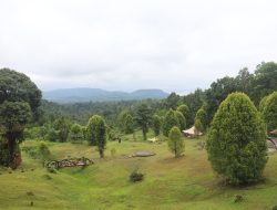 Dari Rumah Pohon Waai untuk Maluku