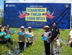 Panen Raya Cabai Youth Creative Hub, Langkah Awal Lawan Inflasi